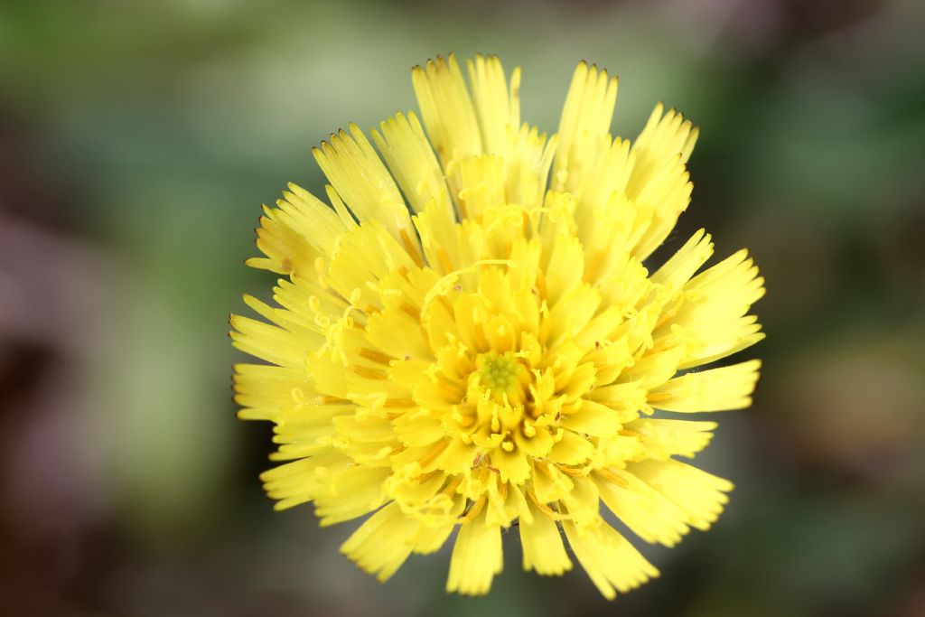 Pilosella officinarum?